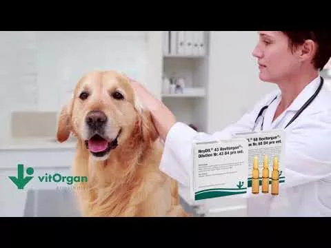 Video o produktu NeyDIL® č. 43 Revitorgan® D4 pro vet.Ampule, 5x2 ml