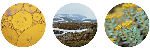 FJORDIL Rhodiola Rosea kapsle, 90 kapslí