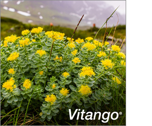 VITANGO Potahované tablety, 90 ks
