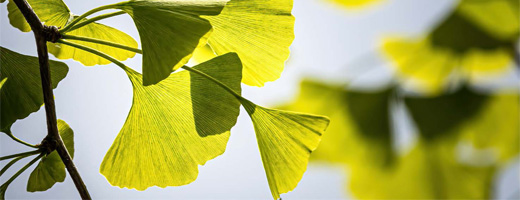 GINKGO BILOBA-1A Pharma 120 mg Potahované tablety, 120 kapslí