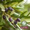 Plantana Olive Care sprchová koupel s bio olivami, 500 ml